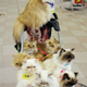 Illustration for article titled Cat Man Walks Nine Cats in a Stroller Around Tokyo